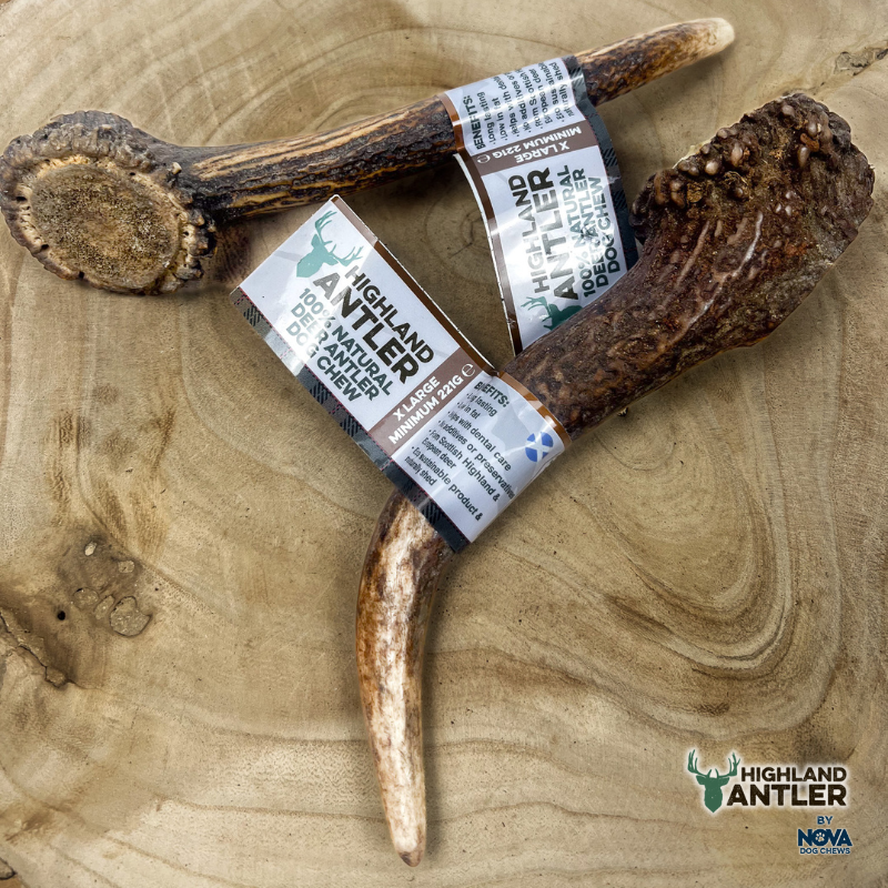 Antler Extra Large (Min 220g)